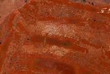 Brick Red, Polished Petrified Wood (Araucarioxylon) - Arizona #147901-2